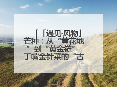 「遇见·风物」芒种：从“黄花地”到“黄金链” 丁嘴金针菜的“古法”经
