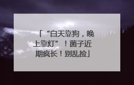 “白天靠狗，晚上靠灯”！菌子近期疯长！别乱捡