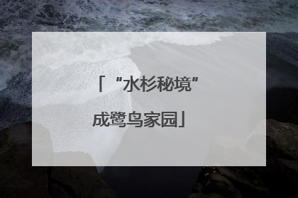 “水杉秘境”成鹭鸟家园