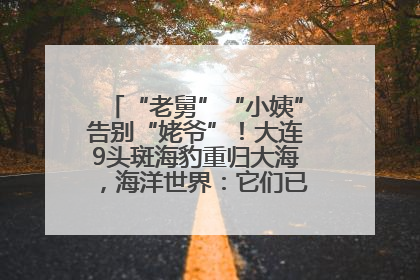 “老舅”“小姨”告别“姥爷”！大连9头斑海豹重归大海，海洋世界：它们已具备野外生存能力