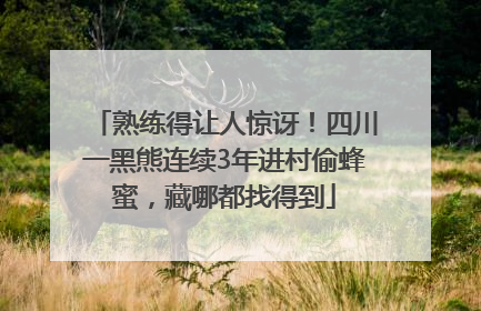 熟练得让人惊讶！四川一黑熊连续3年进村偷蜂蜜，藏哪都找得到