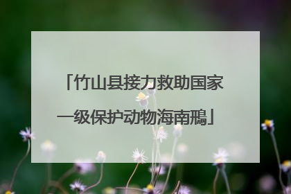 竹山县接力救助国家一级保护动物海南鳽