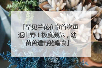 罕见兰花在京首次重返山野！极度濒危，幼苗曾遭野猪啃食