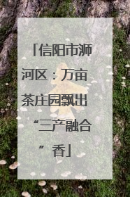 信阳市浉河区：万亩茶庄园飘出“三产融合”香