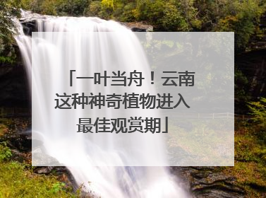 一叶当舟！云南这种神奇植物进入最佳观赏期