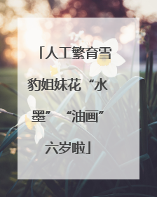人工繁育雪豹姐妹花“水墨”“油画”六岁啦
