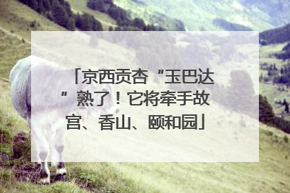 京西贡杏“玉巴达”熟了！它将牵手故宫、香山、颐和园