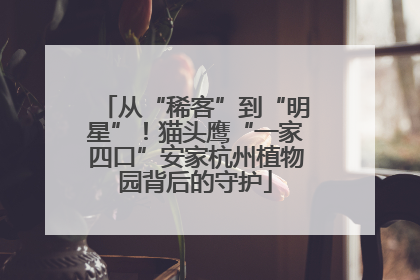 从“稀客”到“明星”！猫头鹰“一家四口”安家杭州植物园背后的守护