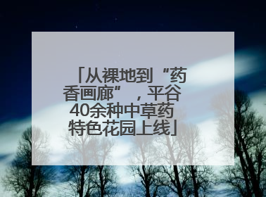 从裸地到“药香画廊”，平谷40余种中草药特色花园上线