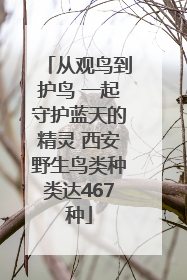 从观鸟到护鸟 一起守护蓝天的精灵 西安野生鸟类种类达467种