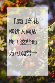 厦门蓝花楹进入盛放期！这些地方可观赏→