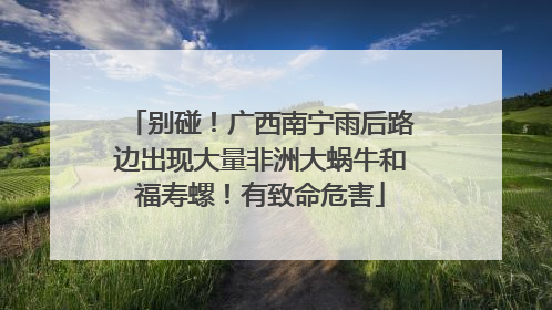 别碰！广西南宁雨后路边出现大量非洲大蜗牛和福寿螺！有致命危害