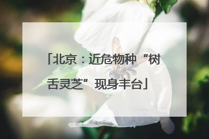 北京：近危物种“树舌灵芝”现身丰台