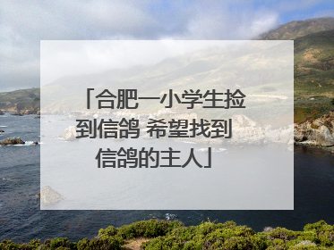合肥一小学生捡到信鸽 希望找到信鸽的主人