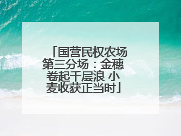 国营民权农场第三分场：金穗卷起千层浪 小麦收获正当时