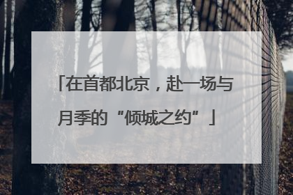 在首都北京，赴一场与月季的“倾城之约”