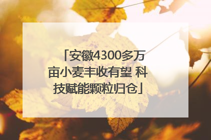 安徽4300多万亩小麦丰收有望 科技赋能颗粒归仓