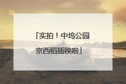 实拍！中坞公园京西稻插秧啦