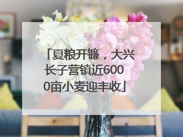 夏粮开镰，大兴长子营镇近6000亩小麦迎丰收
