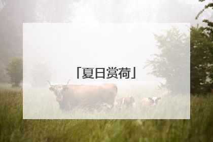 夏日赏荷