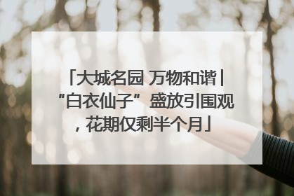 大城名园 万物和谐│“白衣仙子”盛放引围观，花期仅剩半个月