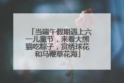 当端午假期遇上六一儿童节，来看大熊猫吃粽子，赏绣球花和马鞭草花海