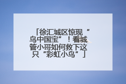 徐汇城区惊现“鸟中国宝”！看城管小哥如何救下这只“彩虹小鸟”