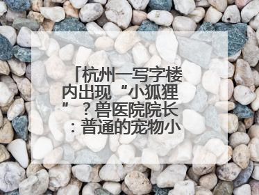 杭州一写字楼内出现“小狐狸”？兽医院院长：普通的宠物小狗，像狐狸犬