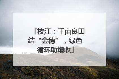枝江：千亩良田结“金穗”，绿色循环助增收