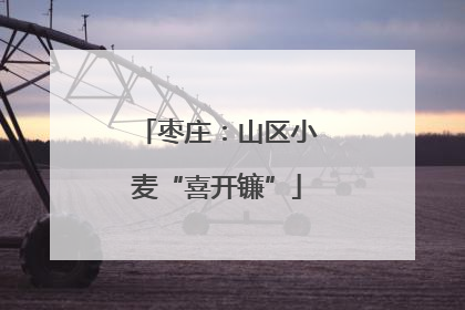 枣庄：山区小麦“喜开镰”