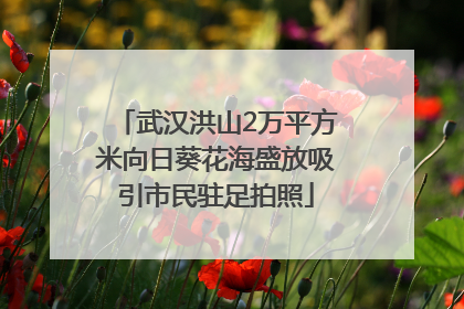 武汉洪山2万平方米向日葵花海盛放吸引市民驻足拍照