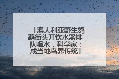 澳大利亚野生鹦鹉街头开饮水器排队喝水，科学家：成当地鸟界传统