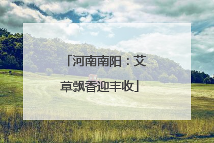 河南南阳：艾草飘香迎丰收