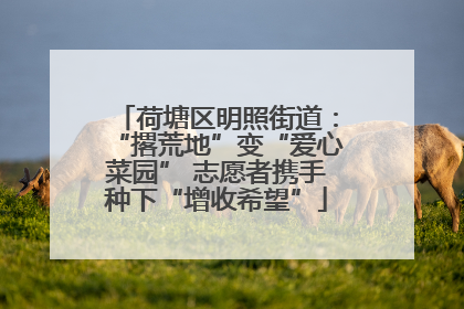 荷塘区明照街道：“撂荒地”变“爱心菜园” 志愿者携手种下“增收希望”
