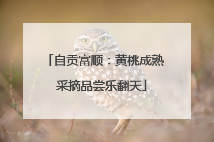 自贡富顺：黄桃成熟 采摘品尝乐翻天