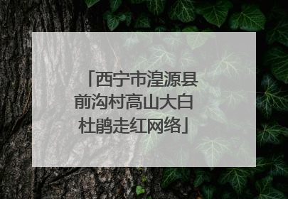 西宁市湟源县前沟村高山大白杜鹃走红网络