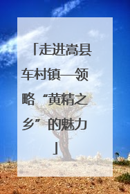 走进嵩县车村镇—领略“黄精之乡”的魅力