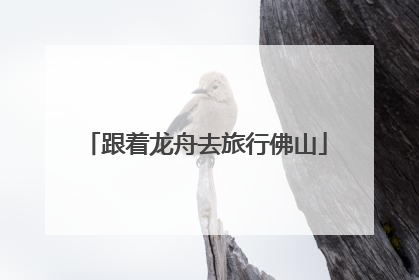 跟着龙舟去旅行佛山