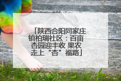 陕西合阳同家庄镇柏瑞社区：百亩杏园迎丰收 果农走上“杏”福路