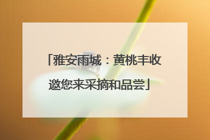 雅安雨城：黄桃丰收 邀您来采摘和品尝