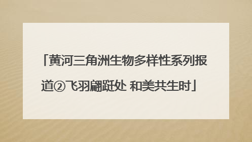 黄河三角洲生物多样性系列报道②飞羽翩跹处 和美共生时