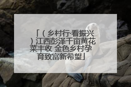 （乡村行·看振兴）江西彭泽千亩黄花菜丰收 金色乡村孕育致富新希望