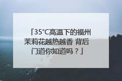 35℃高温下的福州茉莉花越热越香 背后门道你知道吗？
