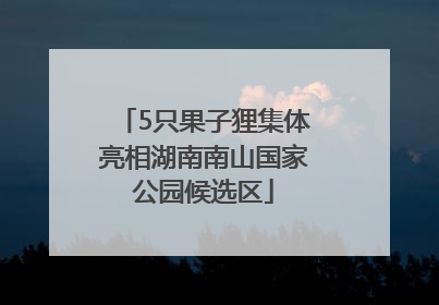 5只果子狸集体亮相湖南南山国家公园候选区