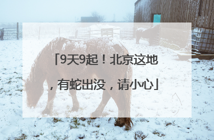 9天9起！北京这地，有蛇出没，请小心